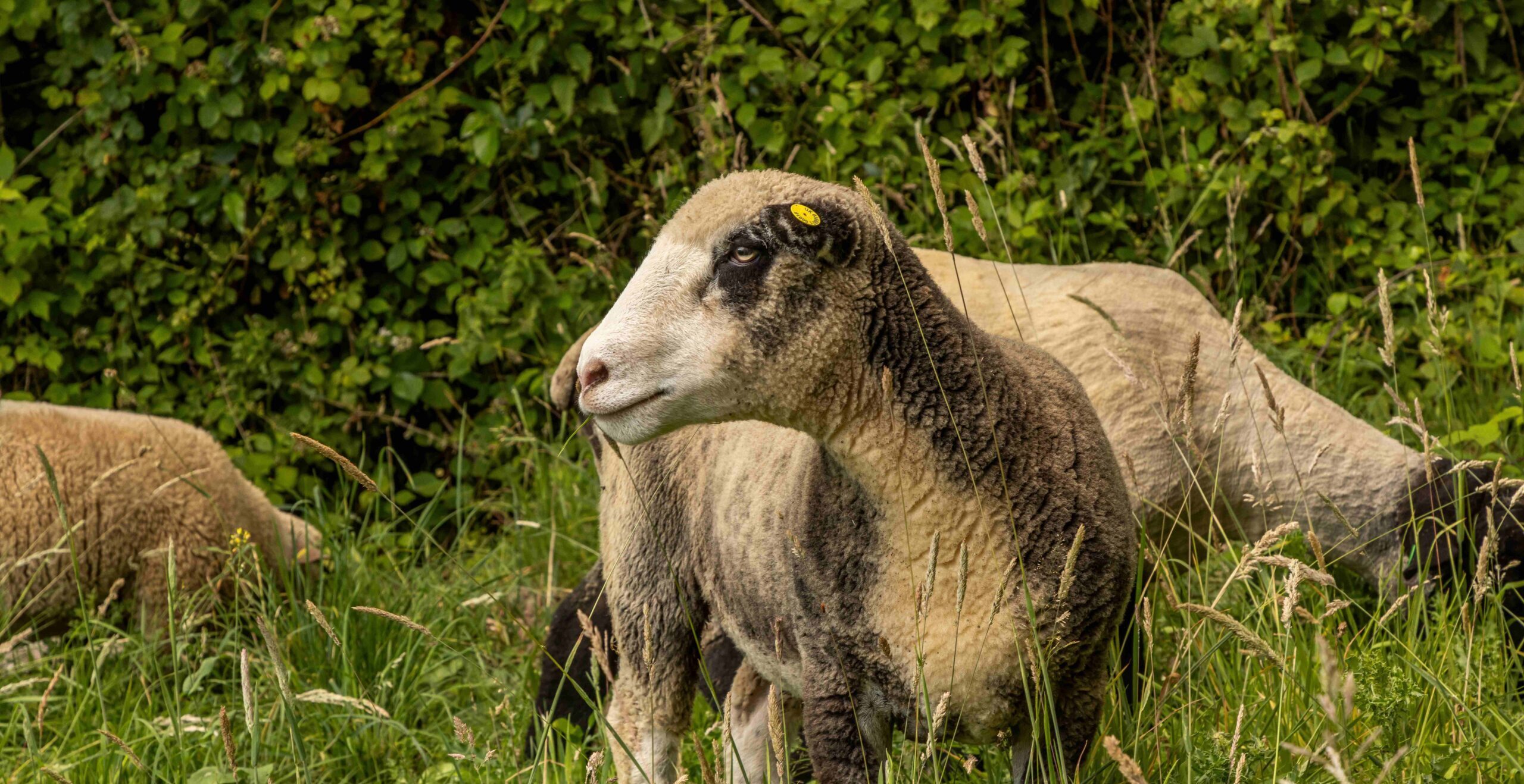 JBP_Louma_July25_High_108 (1)