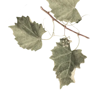 HTC_Heritage Library_Vibrant Vineyard 02Element 1 2