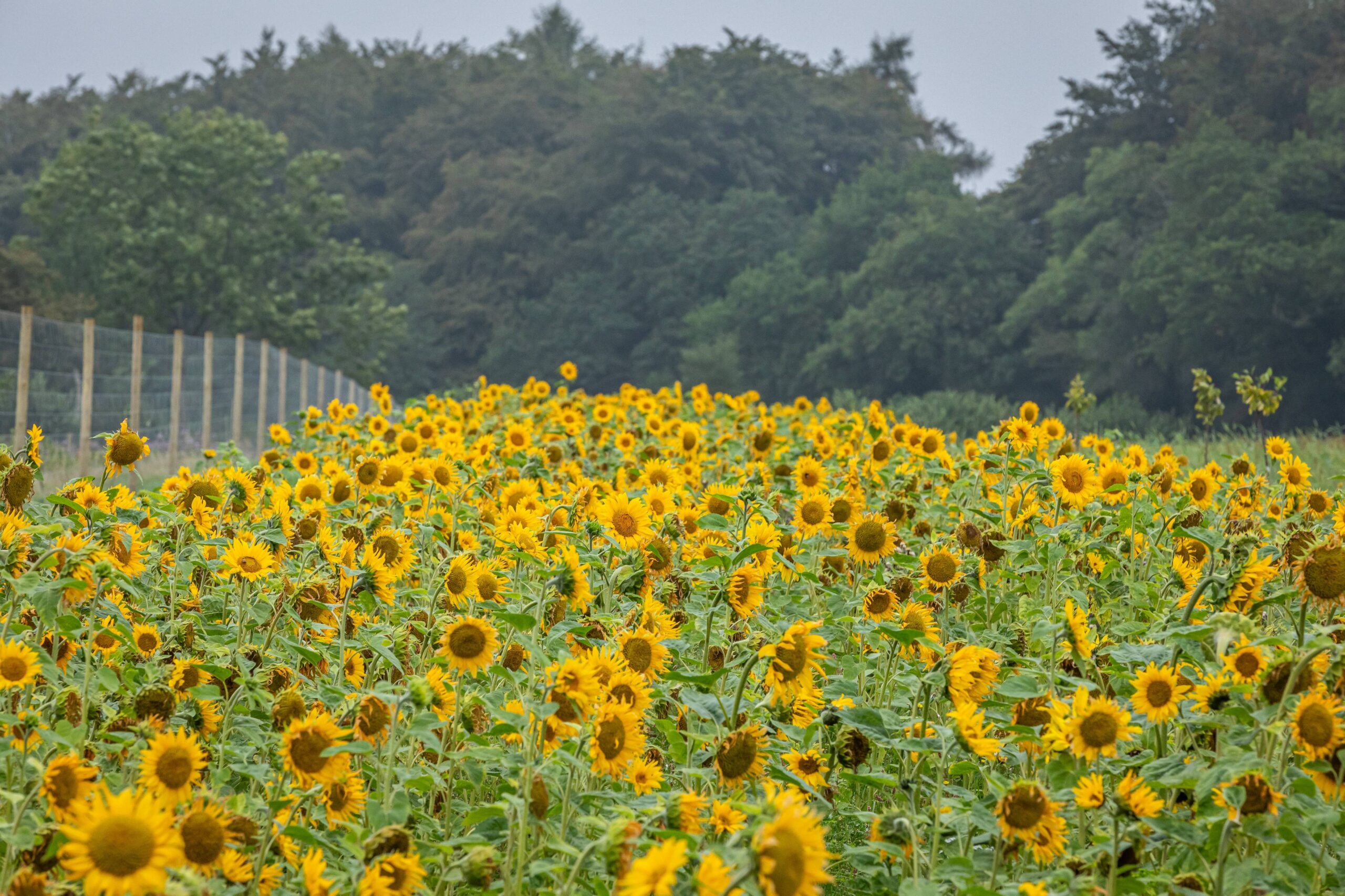 JBP_Louma_Aug23_High_039