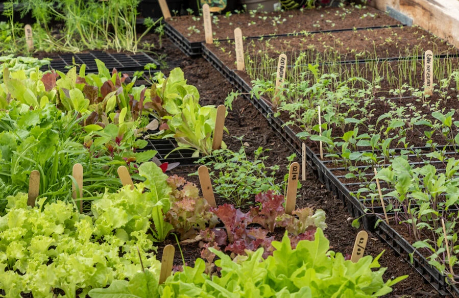 Louma-Farm-to-Fork-JBP_Louma_Sept11th_High_045-900-899×584