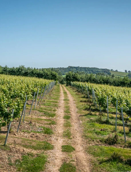 Louma-Vineyard-2021-458×600