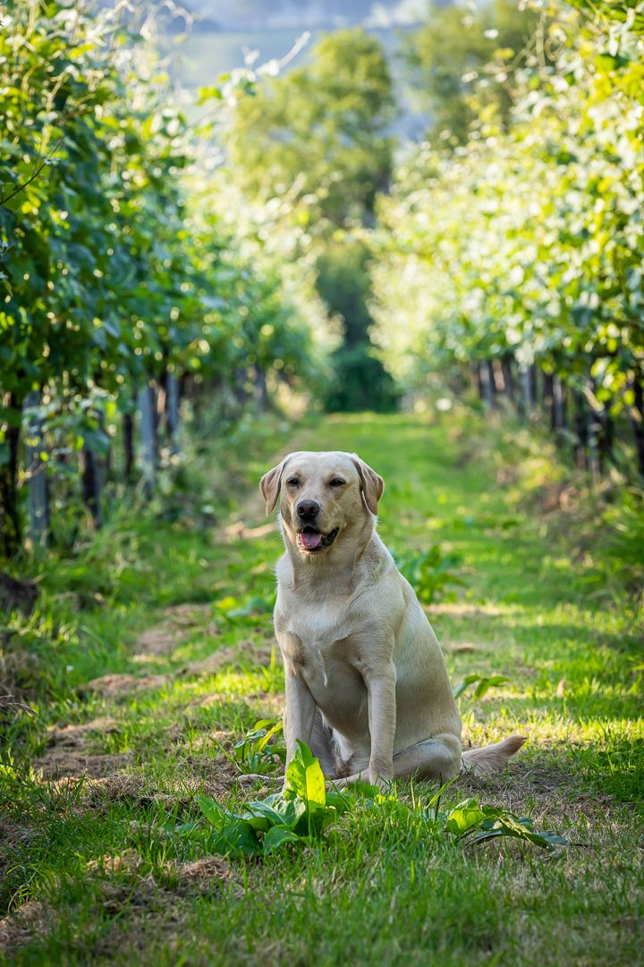 Louma_Animals_Dogs_Bagel in Vineyard