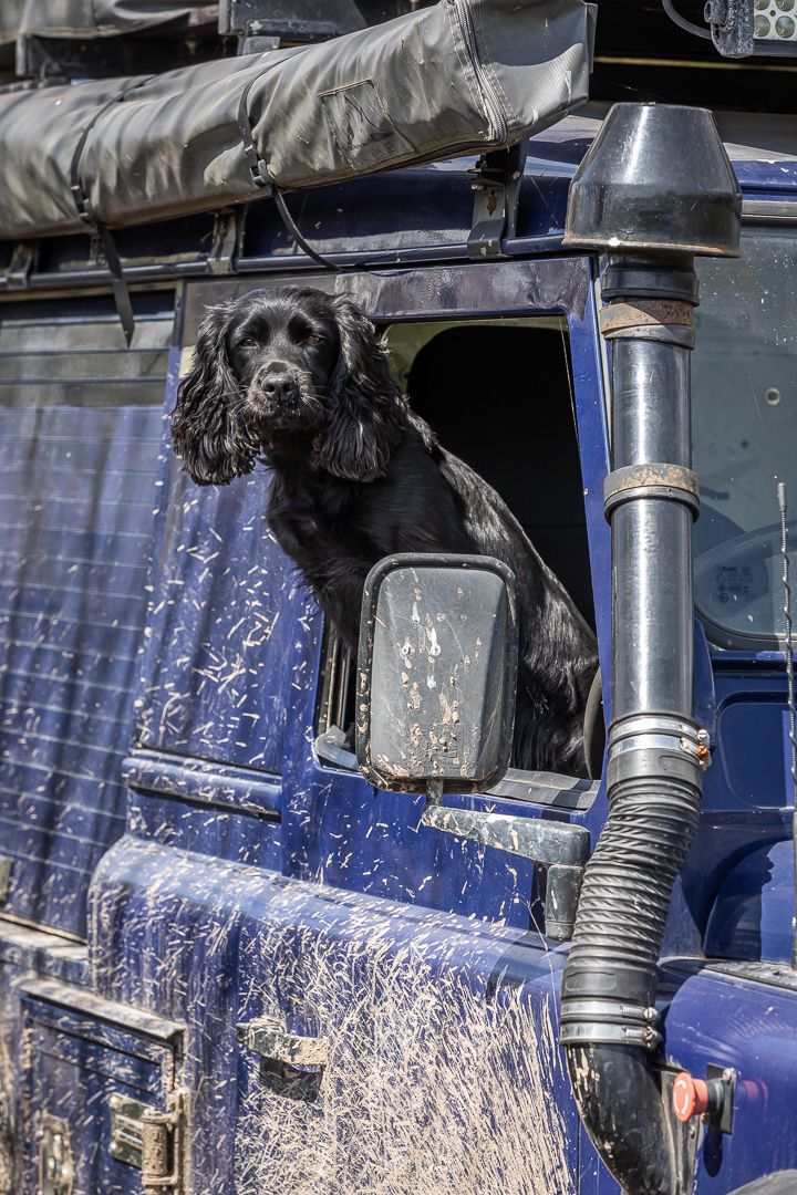 Louma_Animals_Dogs_Pepper in Land Rover