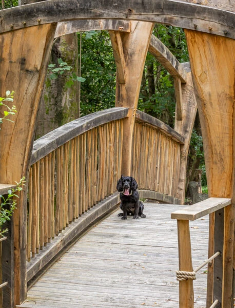 Louma_walk-in-the-woods-wooden-bridge-with-dog-458×600