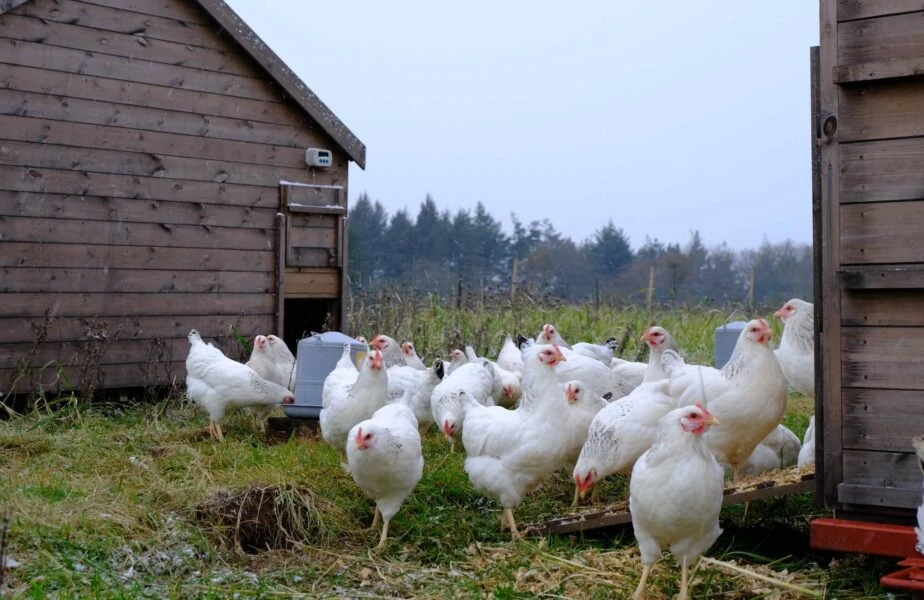 Our-Light-Sussex-hens-on-a-snowy-day-924×600