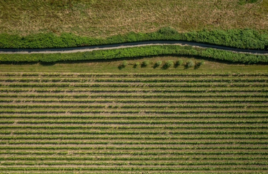 View-of-the-Louma-Vineyard-from-Above_-dorset-924×600